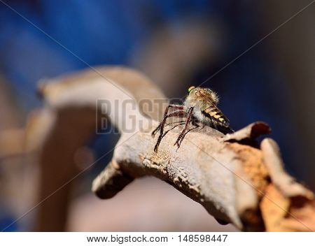 Robber fly perched on tree branch and waiting a prey