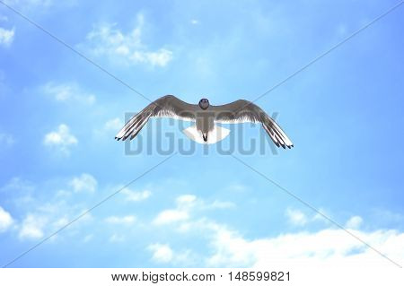Blue,  sunny sky, backlight, wild bird, fly, sea gull