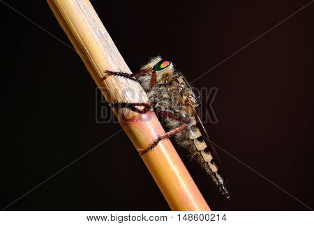 Great Robber fly perched on cane stalk