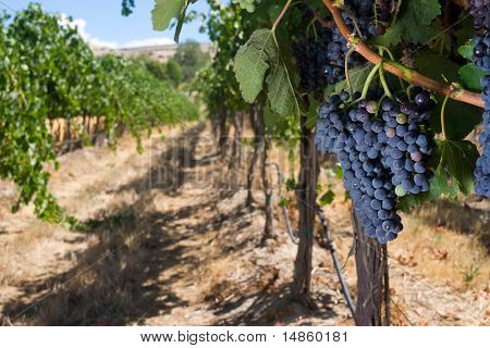 Grapes Clustered Together in Farm Field Horizontal Composition