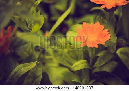 Vintage Photo Of Beautiful Calendula Flower