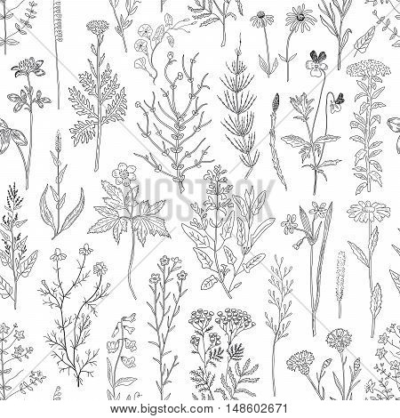 Hand drawn sketch herbs and flowers vintage seamless pattern. Vector illustration background.