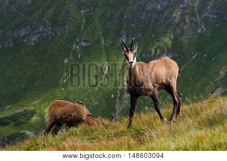 Mountain Chamois (Rupicapra Carpatica) herding in the Western Tatras