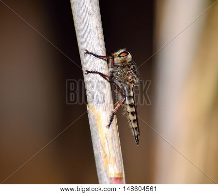 Great Robber fly perched on cane stalk