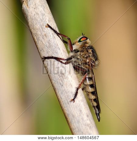 Great Robber fly perched on cane stalk