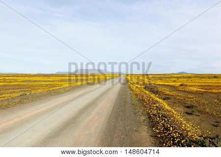 Just Wow Yellow Brown Road Leading To Tankwa Karoo
