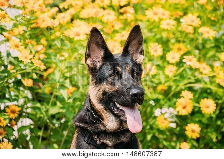 The Portrait Of Staring Purebred Short-Haired German Shepherd Adult Dog Or Alsatian Wolf Dog With Prick-Ears, Opened Jaws, Tongue, Teeth. Bright Copyspace.