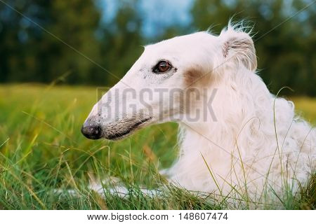 White Gazehound Hunting Dog Sit Outdoor In Summer Meadow Green Grass.