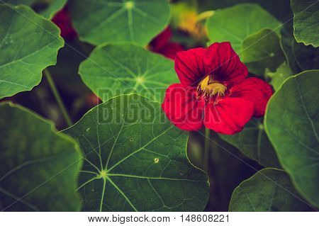 Vintage Photo Of Beautiful Nasturtium Flowers