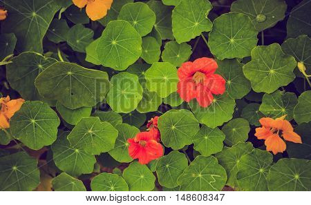 Vintage Photo Of Beautiful Nasturtium Flowers