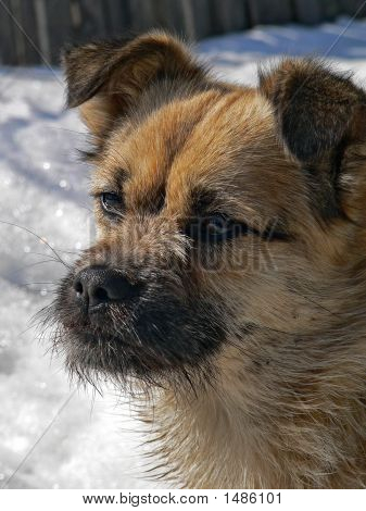 Piccolo cane con piccola barba 2