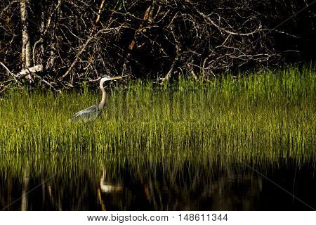 Great Blue Heron