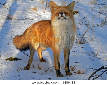 Red Fox 33