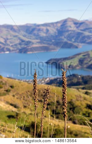 Fall Day in Akaroa - Banks Peninsula, New Zealand