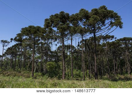 Araucaria tree (Araucaria angustifolia) Pine coniferous Londrina