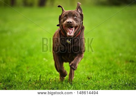 Dog running through a meadow in garden