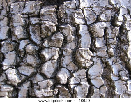 Birchbark