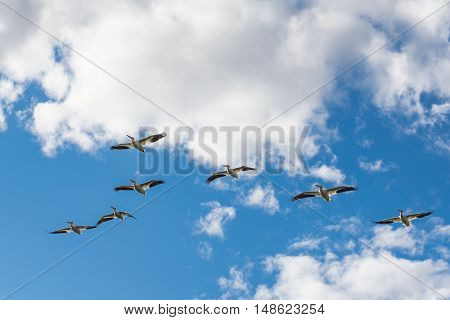 American White Pelican (pelecanus Erythrorhynchos)