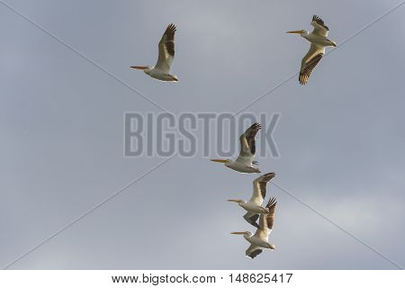 American White Pelican (pelecanus Erythrorhynchos)