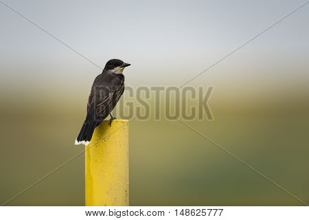 Eastern Kingbird (tyrannus Tyrannus)