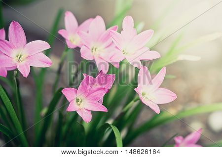 Beautiful Rain Lily Flower. Zephyranthes Lily ,fairy Lily, Little Witches. (zephyranthas Sp.)