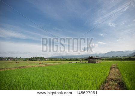 a hut in the rice field countryside