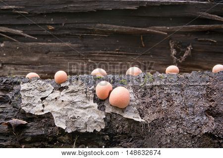 Plants feed on rotten root deciduous tree. Nektrievy necrosis