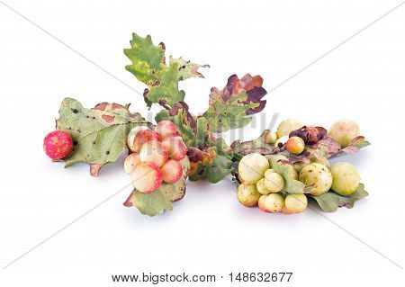 Large round balls Gauls parasitic insect gall wasp