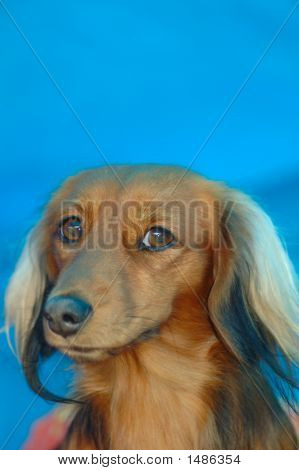 Dachshund สุนัขหัวแนวตั้ง