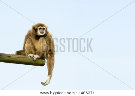 Prázdné podal Gibbon vsedě