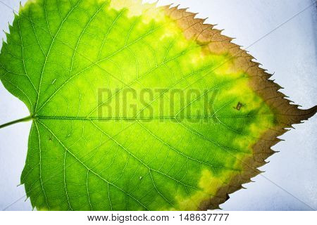 beautiful backlit leaf you notice its internal structure