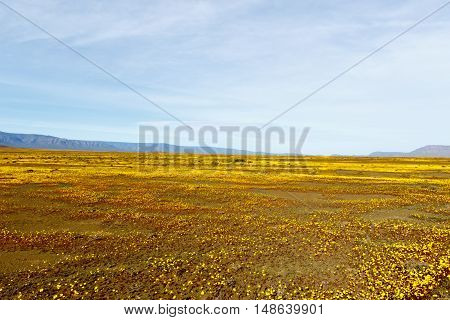 Yellow Landscape Plateau Tankwa Karoo