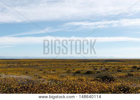 Huge Open Empty Flat Green Landscape In Tankwa Karoo