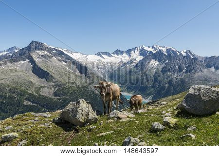 Cows in the Austrian mountains - Zillertal - in the summer time.