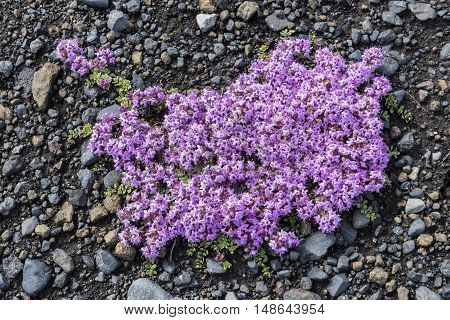 Flower Thymus Praecox on black lava sand and pebbles in Iceland.