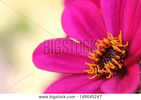 Purple Dahlia Flowers