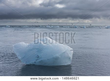 Ice block on beach and Artic Terns near river Jokulsa at Jokulsarlon glacier lagoon in the Vatnajokull National Park Iceland.