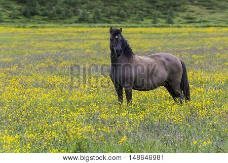 Islandic horse in yellow flower maedow near Godafoss waterfall on Iceland.