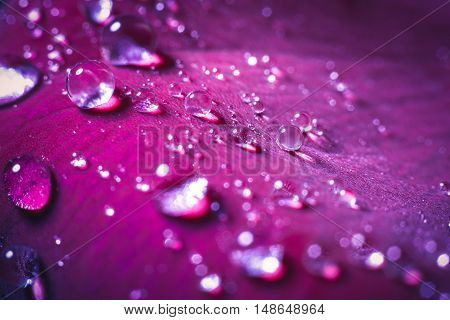 close-up beautiful rose with water drops. background