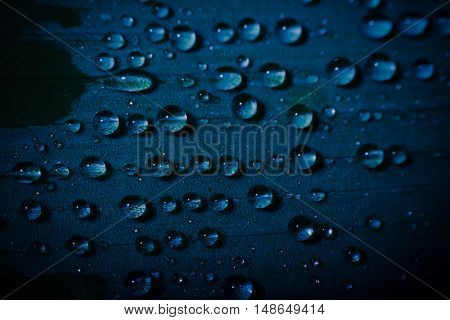 water drop on fresh blue leaf with blurred background