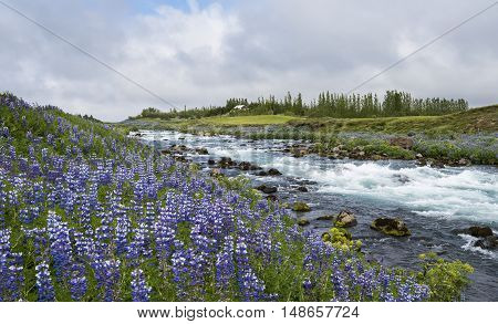 River Tungufljot in Sudurland with lots of purple lupine flowers on Iceland.