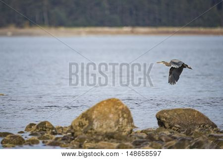 Great Blue Heron (ardea Herodias)