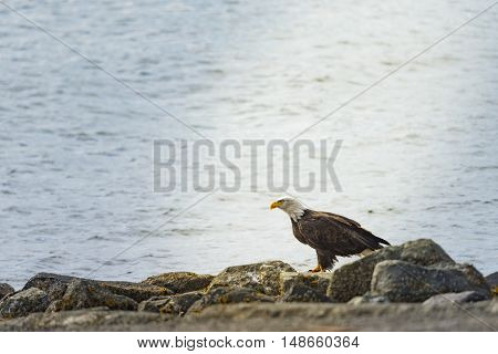 Wild Bald Eagle on the coast Haida Gwaii British Columbia Canada