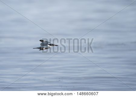 Belted Kingfisher in flight over the Pacific Ocean