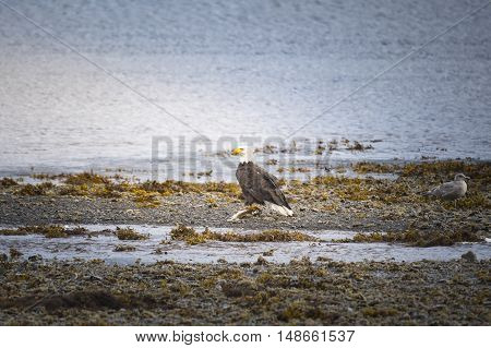 Wild Bald Eagle on the coast Haida Gwaii British Columbia Canada