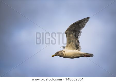 Herring Gulls