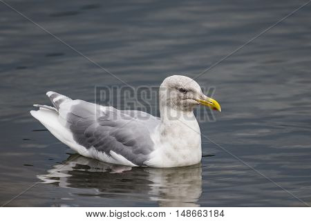 Herring Gulls