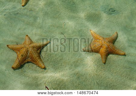 Underwater starfish, Oreaster reticulatus, over massive starlet coral in the Caribbean sea