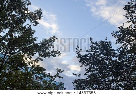 beautiful leaves on a tree against clear blue sky