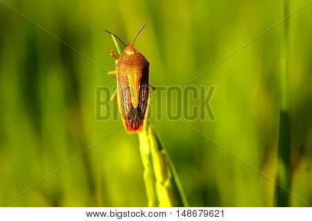 Coreid Bug Caught The Ears Of Rice